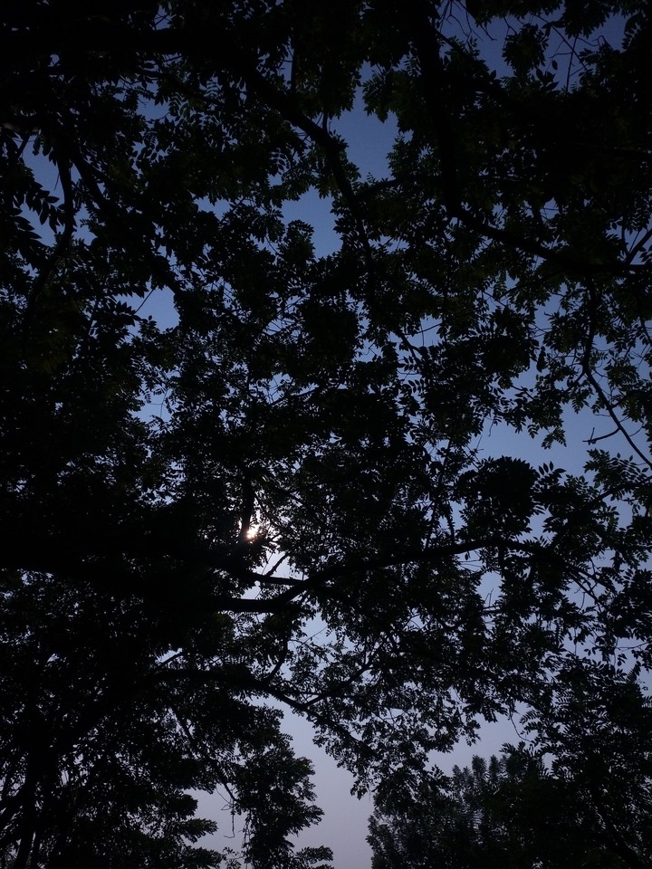 tree