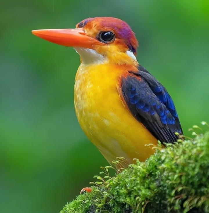 Bird