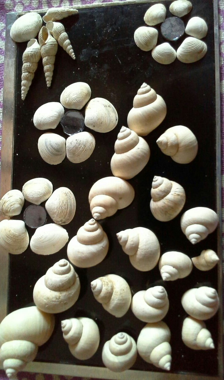 Shell