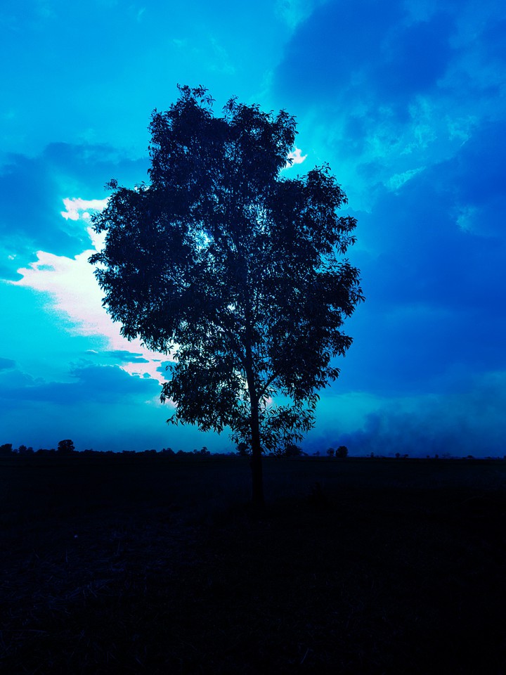 tree