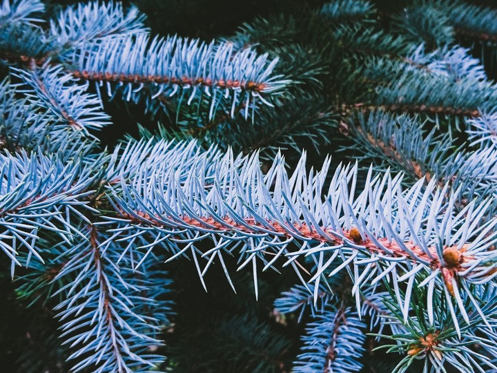 firtree