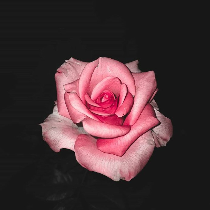 rose