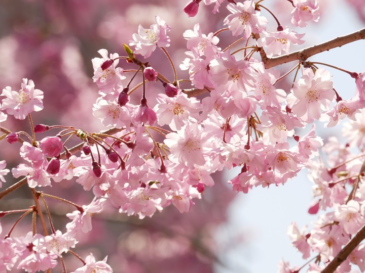 cherryblossom