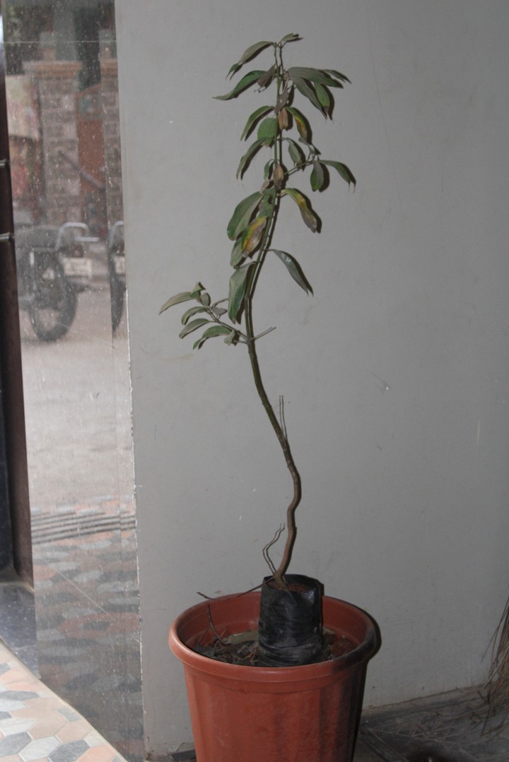 plant