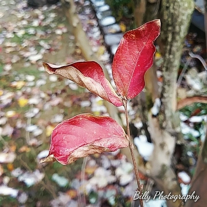 billy photography