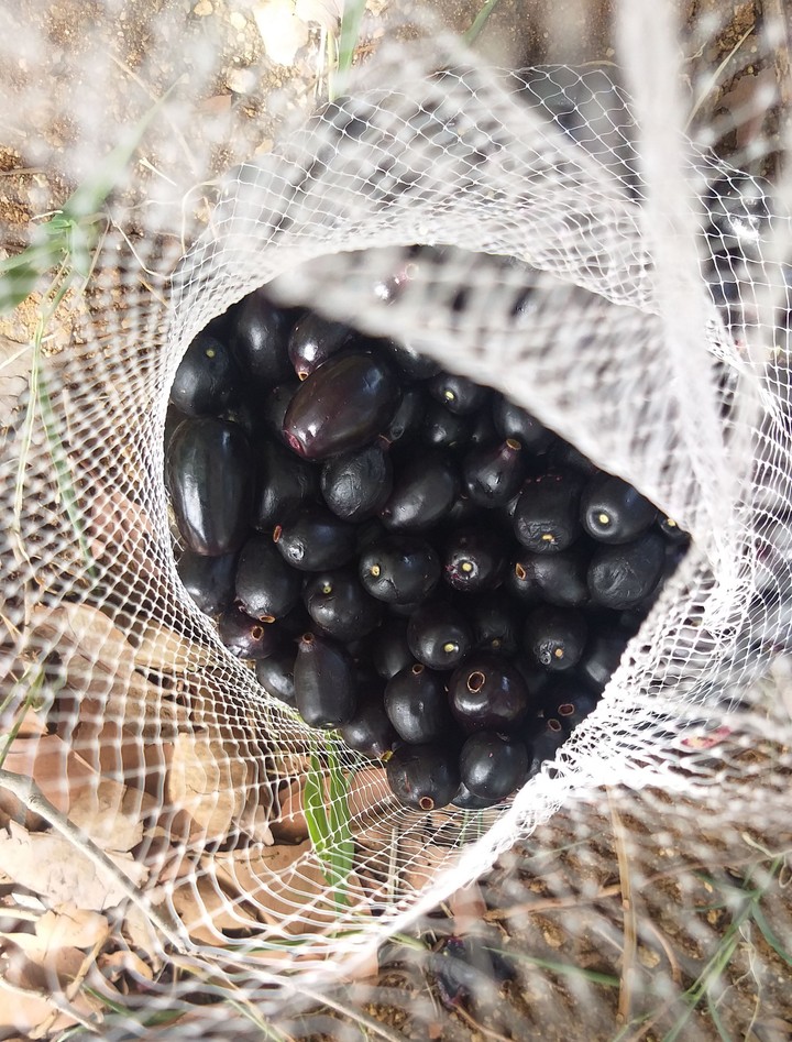 searching for berries