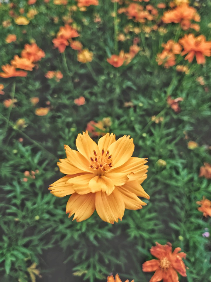 কসমস