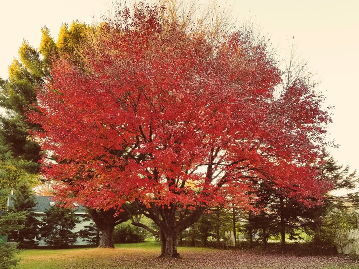 fall maple tree