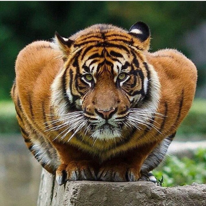 Тигр