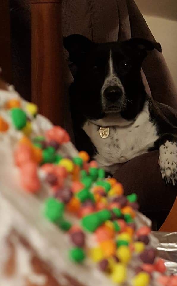 ginger bread oreo