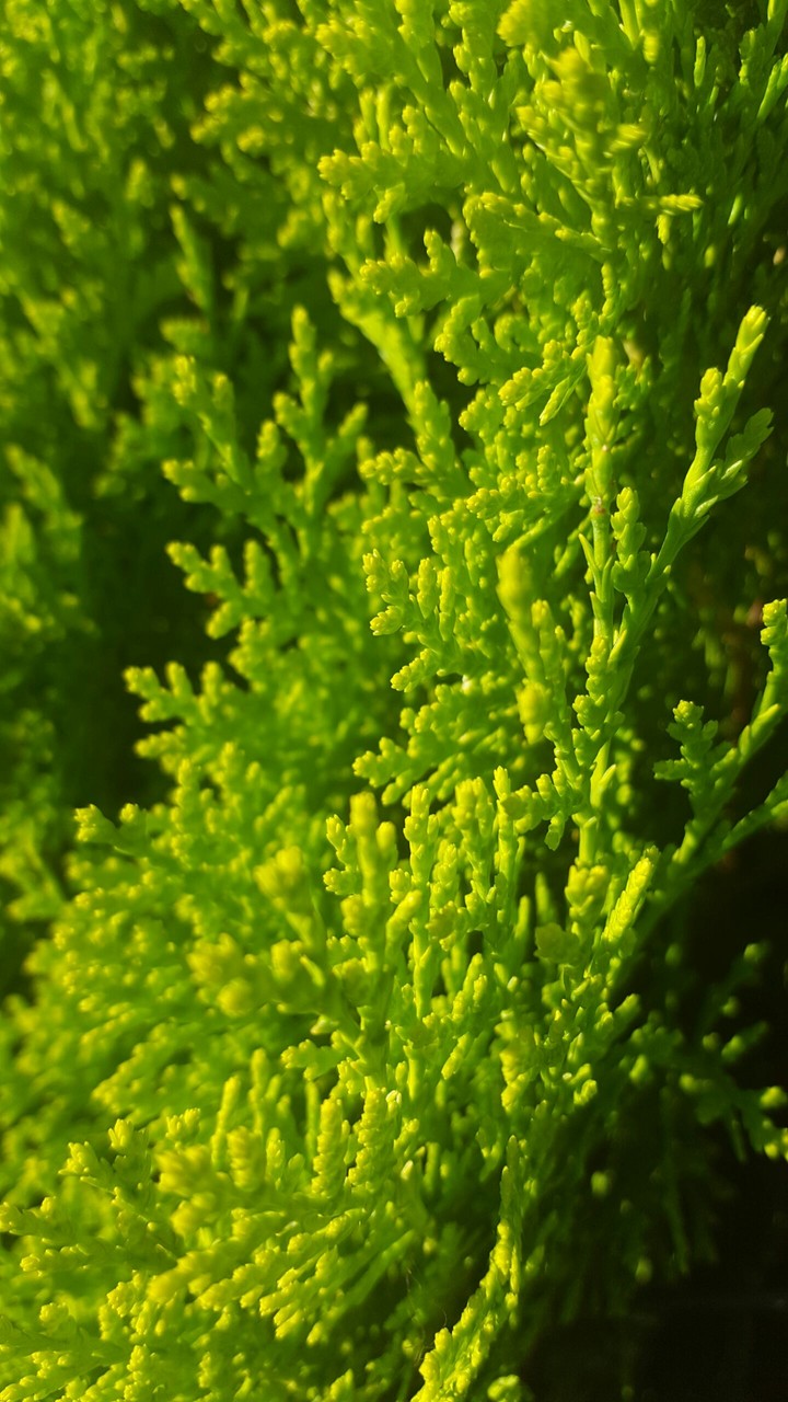 Green...