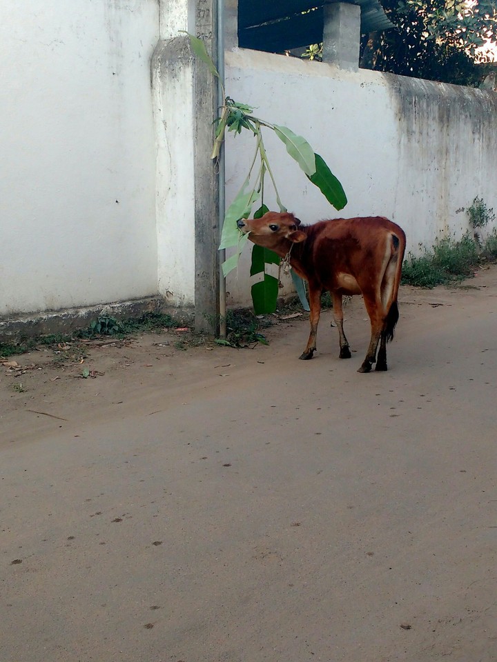 Calf