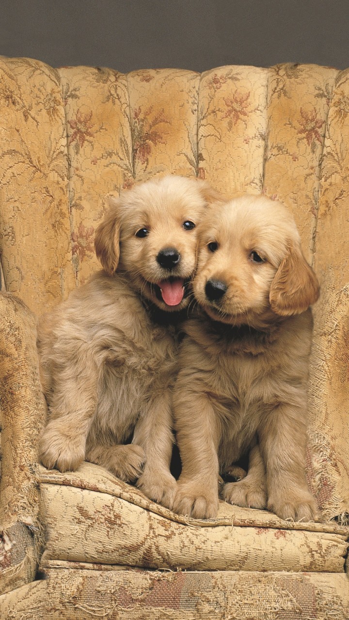 Golden Retriever Duo