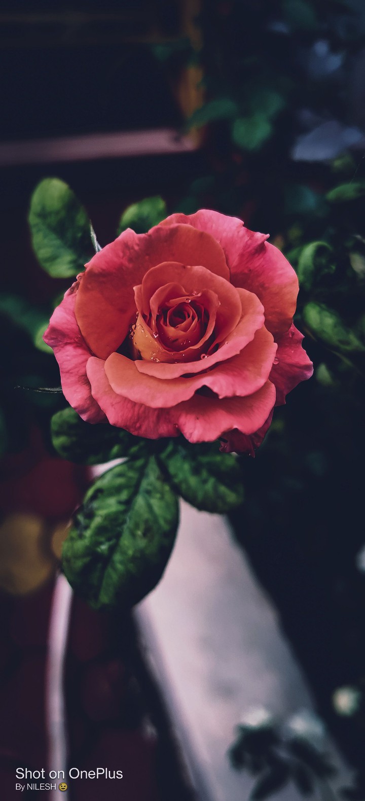 Flower of love