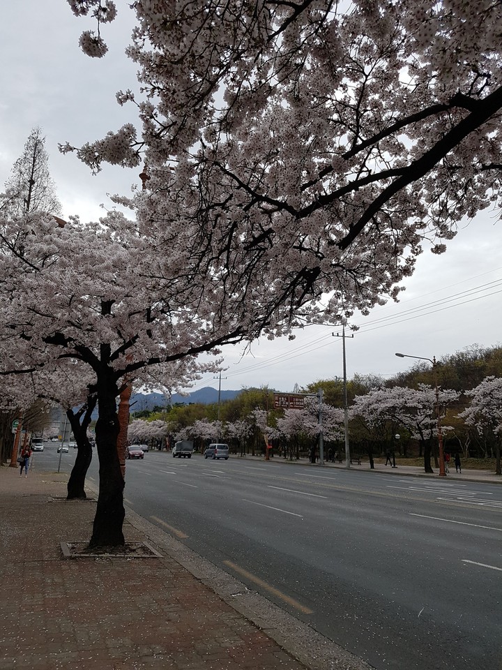 벚꽃