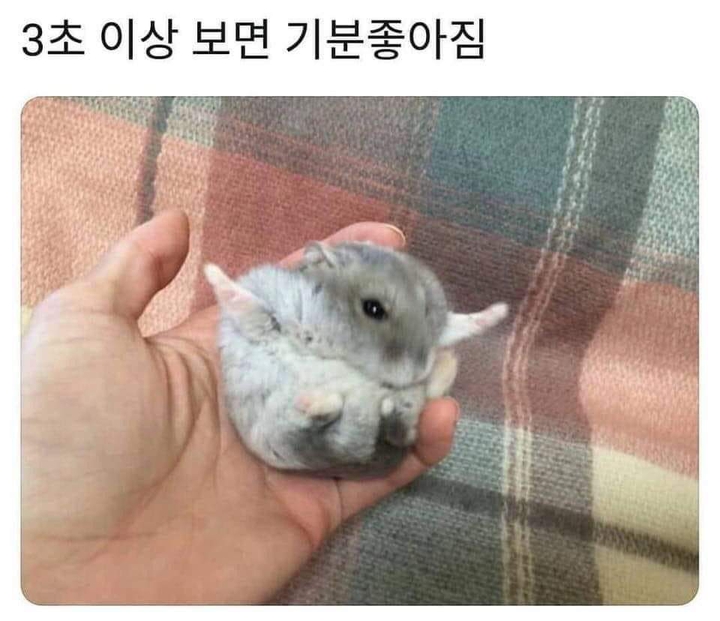 햄스터