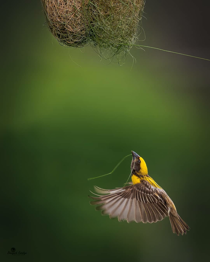 bird