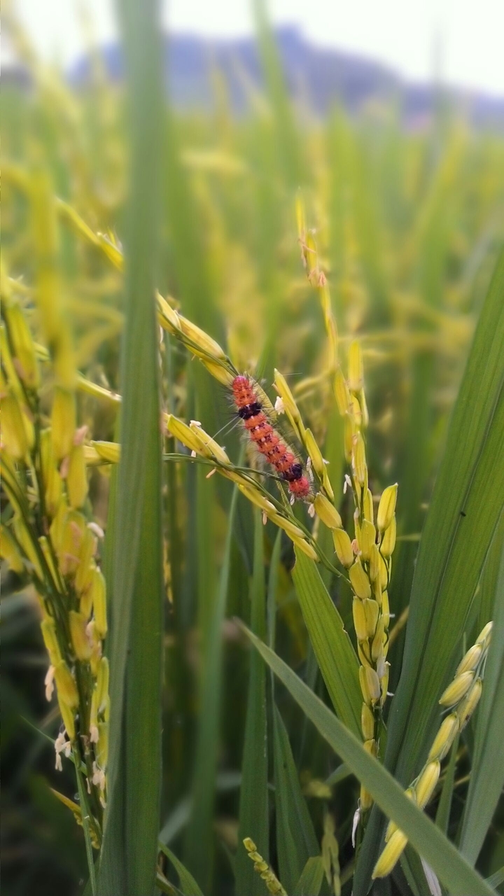 catepillars