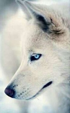 White wolf