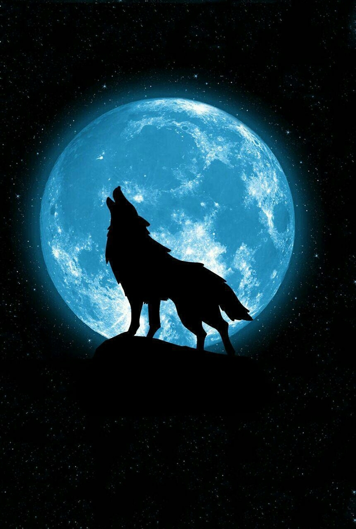 wolf