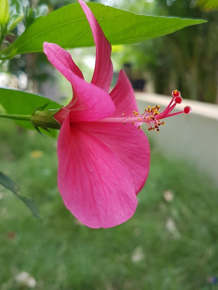 Hibiscus in my home