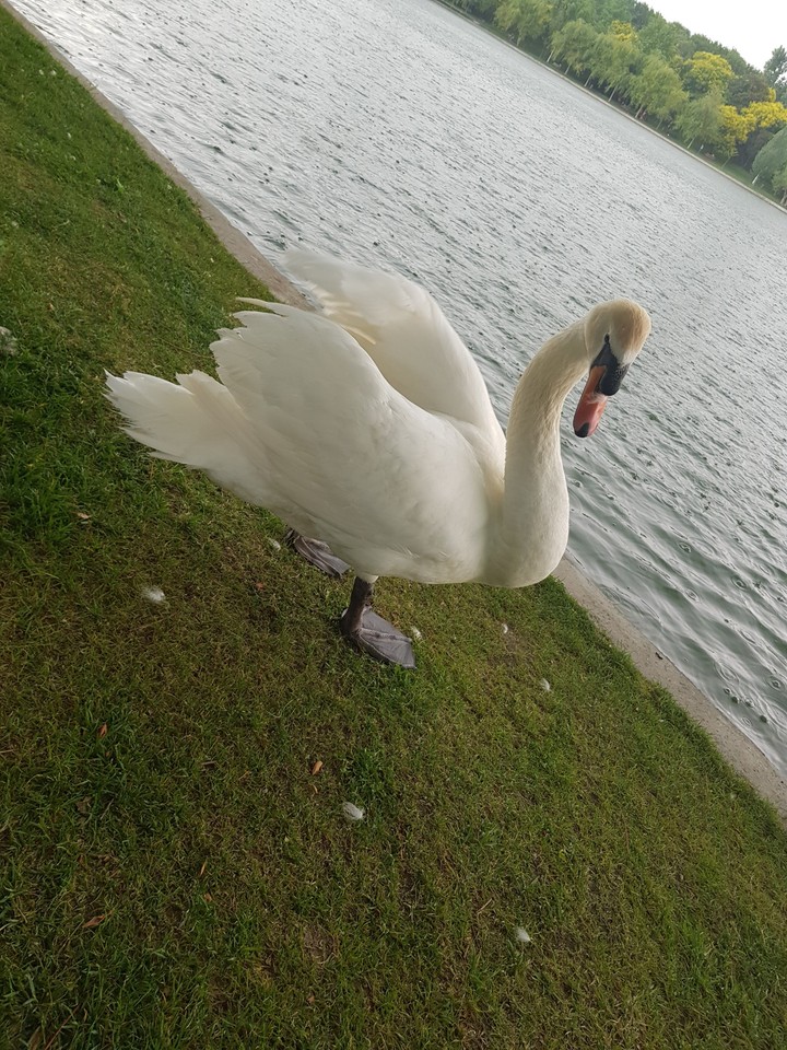 White swan