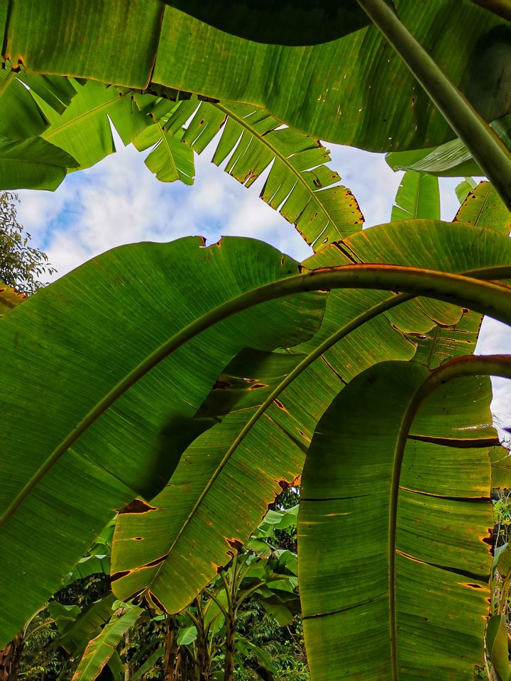 banana leaf