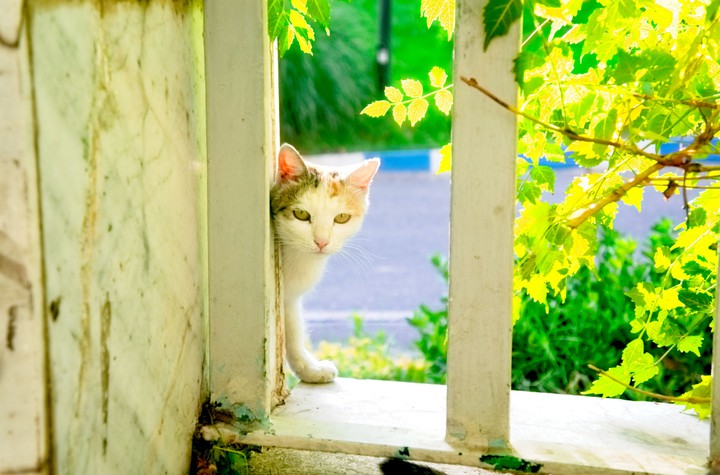 Sun Kissed Cat