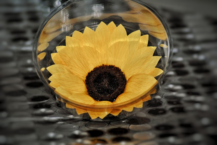 sunflower -my click-