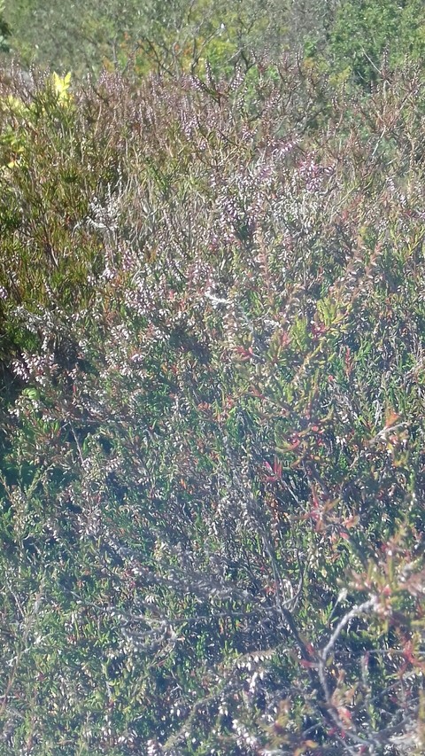 Heide
