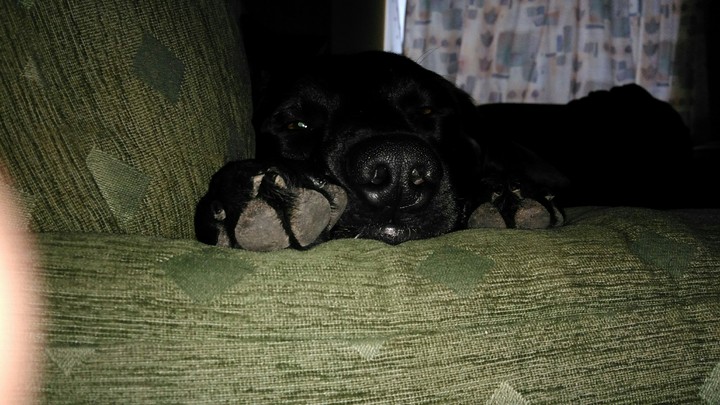 dooog