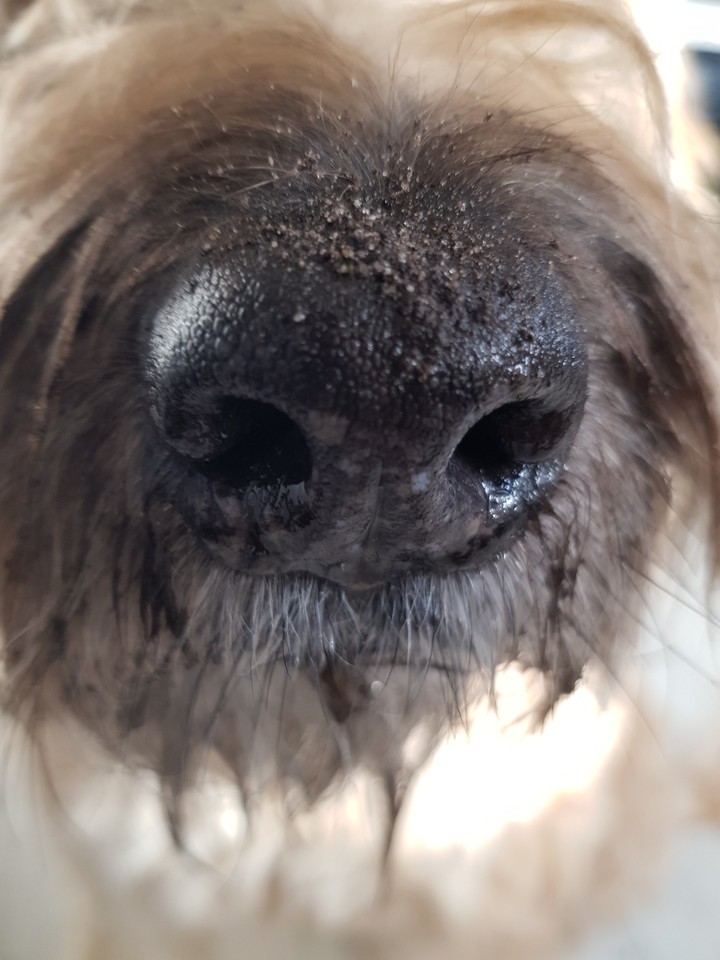 dog