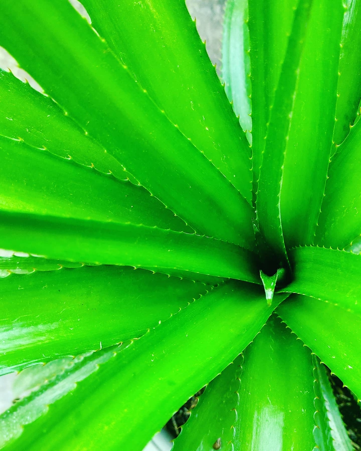 Leaf
