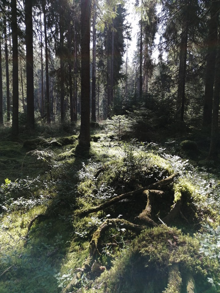 лес