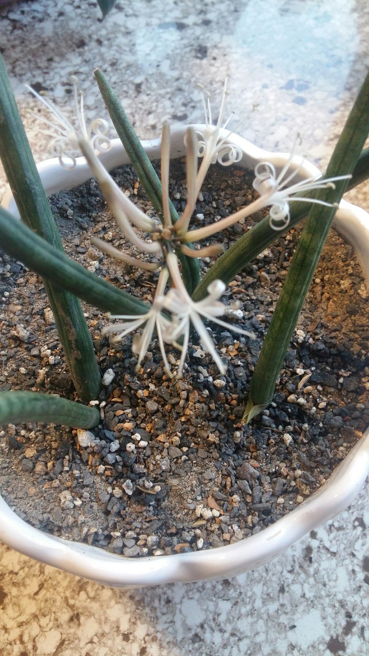Flower ?