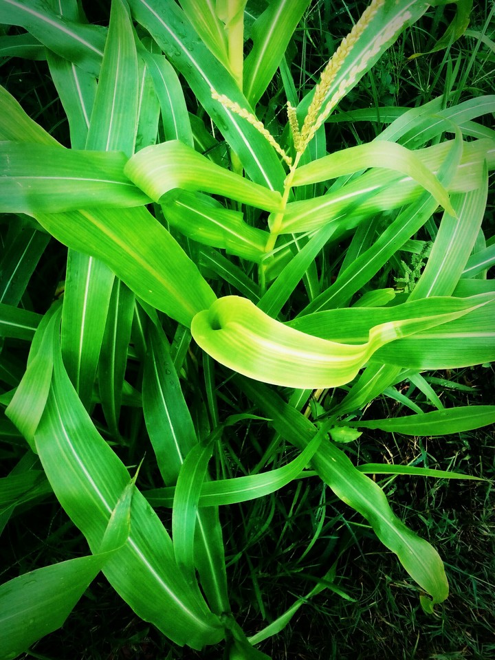 plant