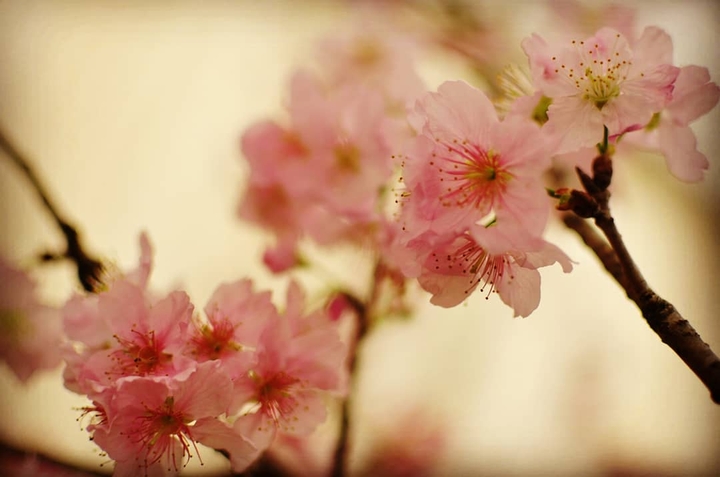 Sakura