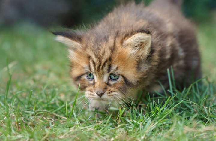 Cat expression