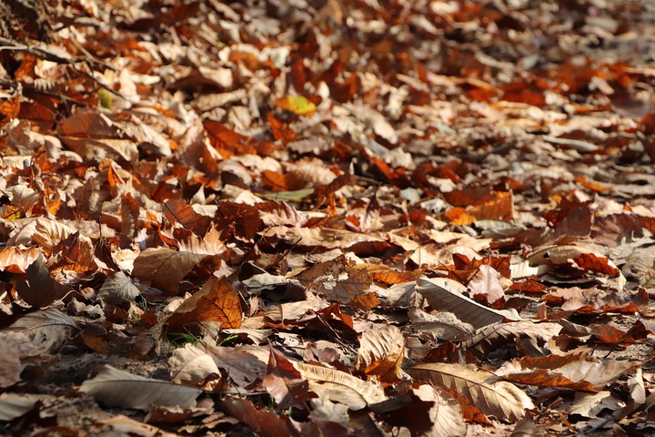 autumn leaves