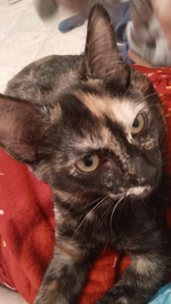 Little Kitten