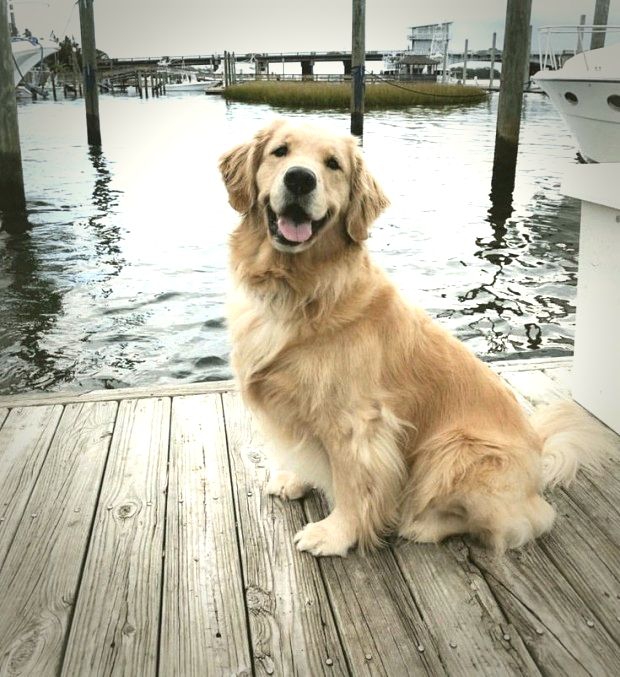Golden Retriever