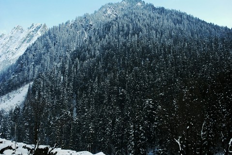 mountain forest kashmir