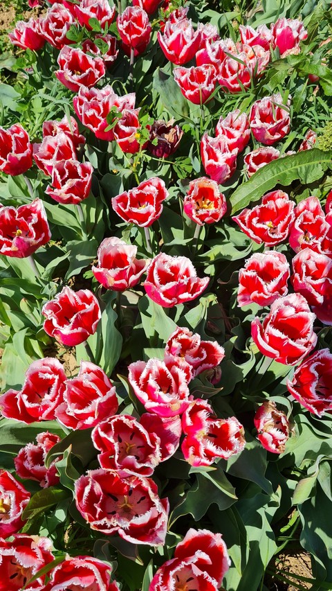 plant, flower duvar kağıtları