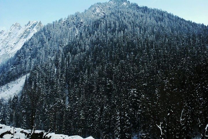 mountain forest kashmir