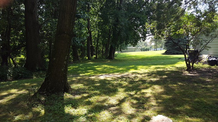 Shadow of trees