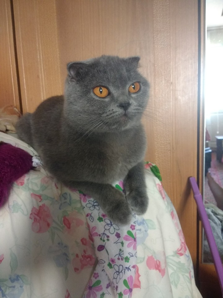 вислоухая