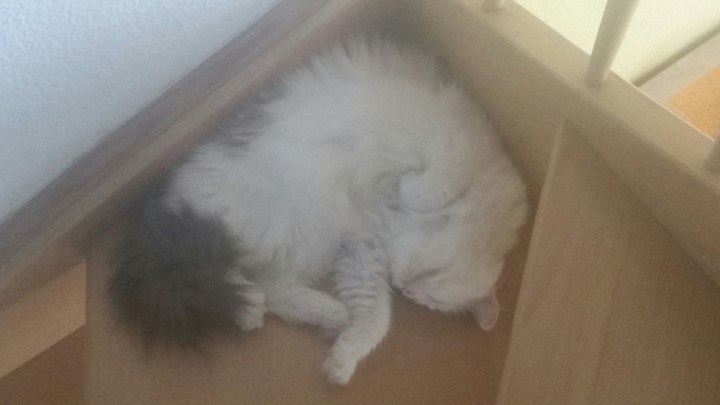 Schlafende Katzen