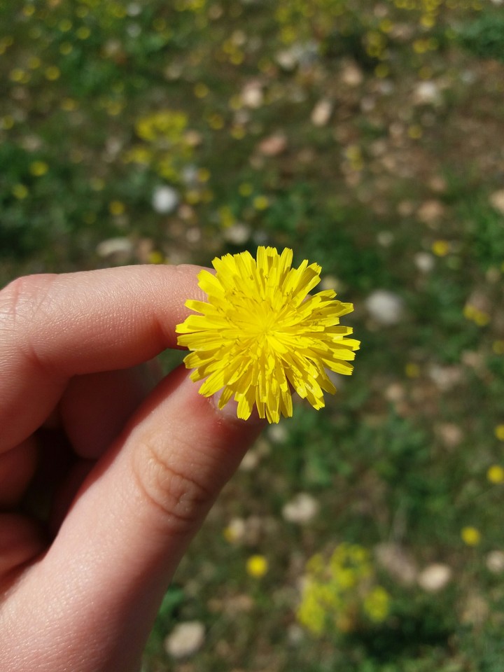 Linda flor
