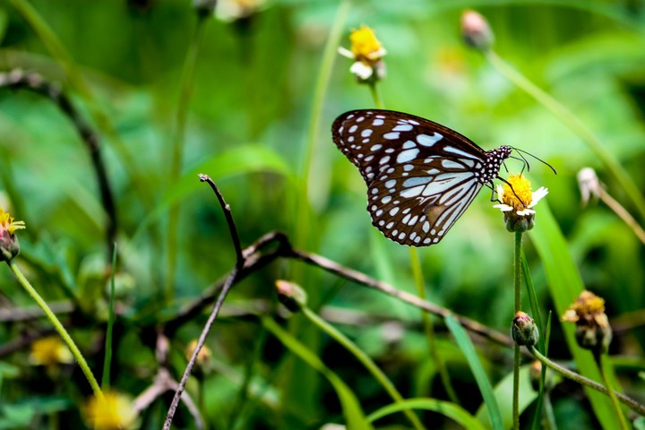 Butterfly : nature's abstract art
