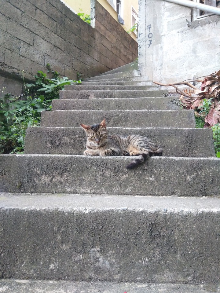 cat